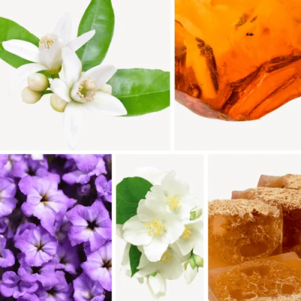 Duftnoten: Orangenblüte, Moschus, Ambra, Jasmin, Heliotrop Duftnoten: Orangenblüte, Moschus, Ambra, Jasmin, Heliotrop